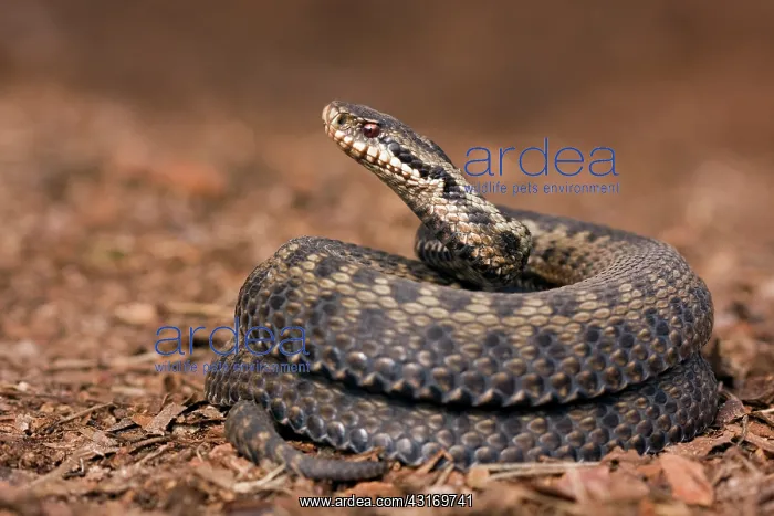 : Common European Adder : Common European Adder