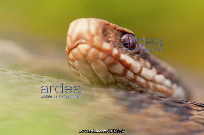 : Common European Adder : Common European Adder