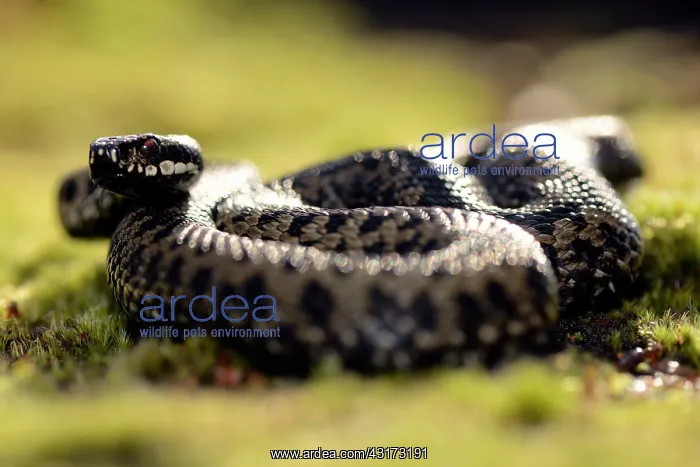  : Common European Adder