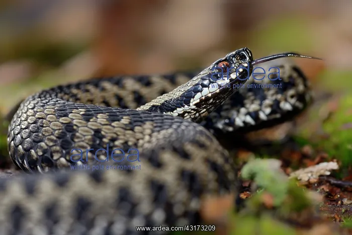  : Common European Adder