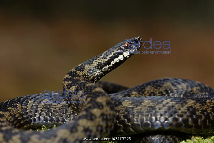 : Common European Adder : Common European Adder