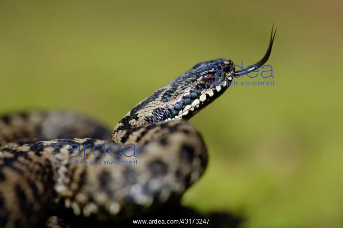 : Common European Adder : Common European Adder