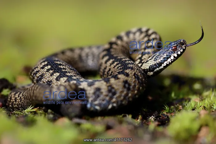 : Common European Adder : Common European Adder