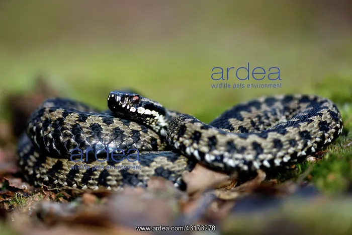 : Common European Adder : Common European Adder