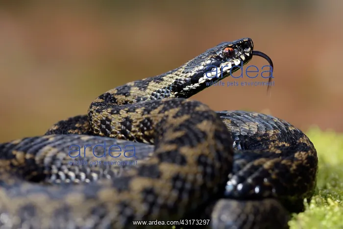 : Common European Adder : Common European Adder