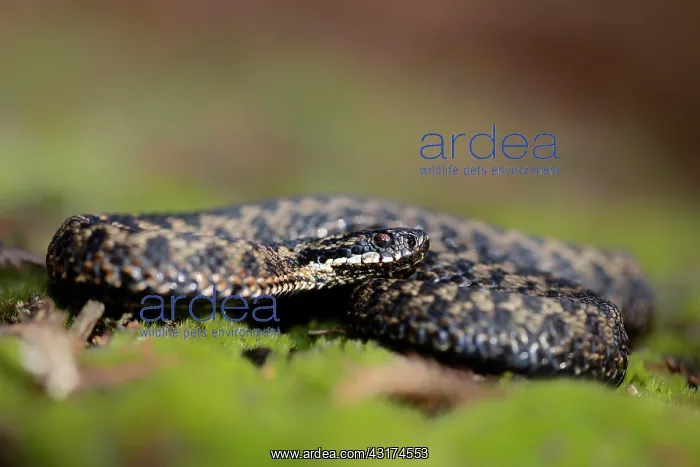  : Common European Adder