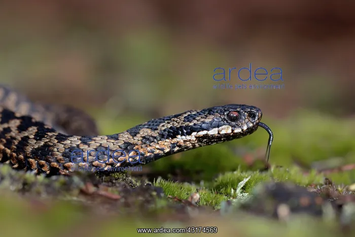 : Common European Adder : Common European Adder