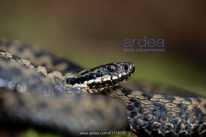 : Common European Adder : Common European Adder