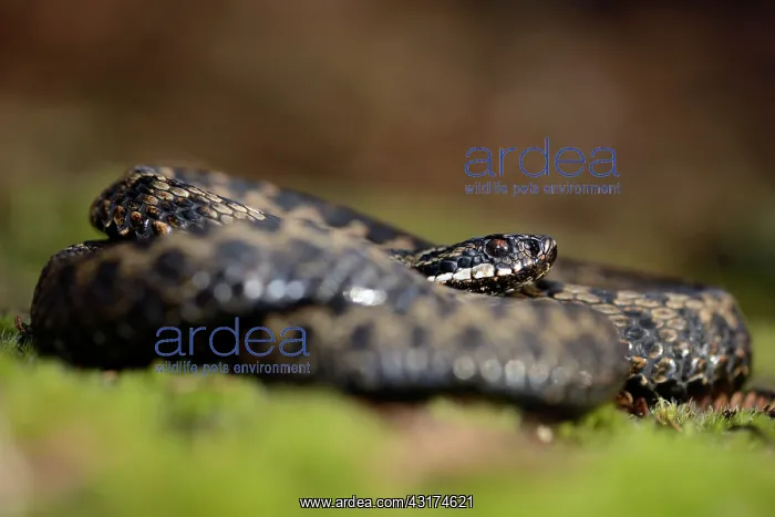 : Common European Adder : Common European Adder
