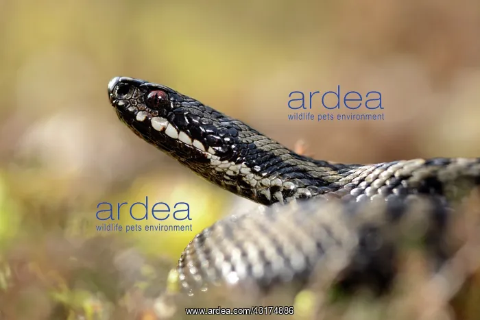 : Common European Adder : Common European Adder