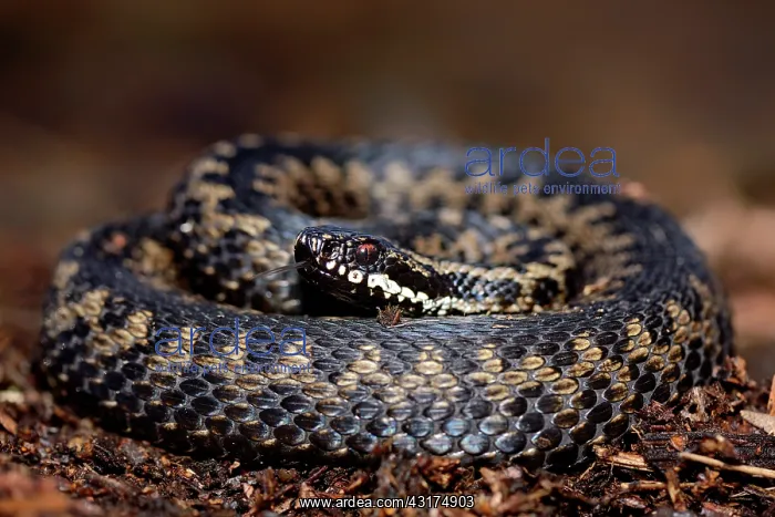 : Common European Adder : Common European Adder