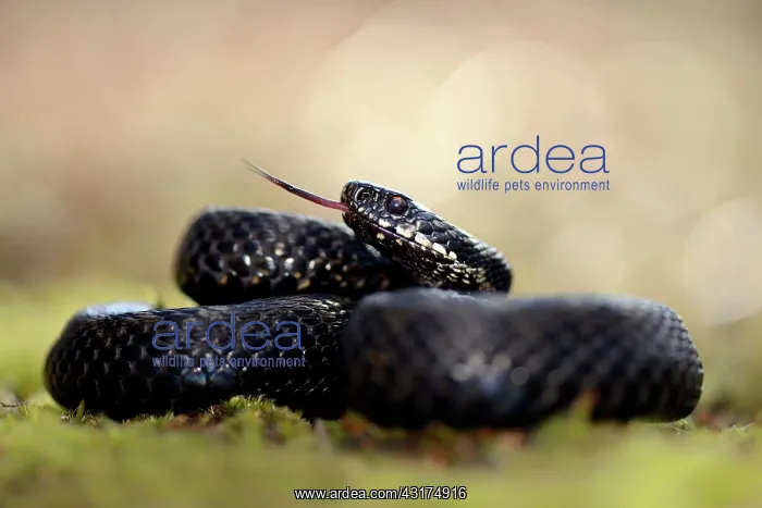 : Common European Adder : Common European Adder