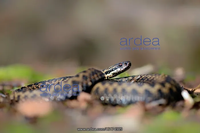 : Common European Adder : Common European Adder