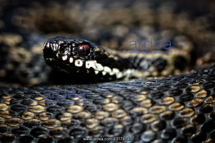 : Common European Adder : Common European Adder