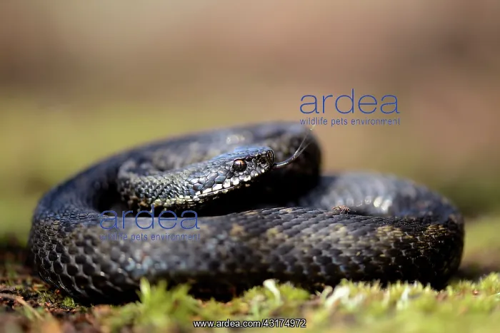 : Common European Adder : Common European Adder