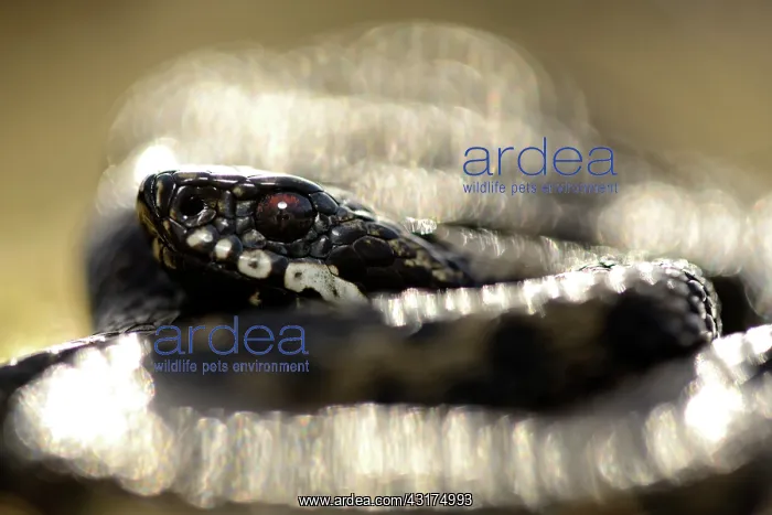 : Common European Adder : Common European Adder