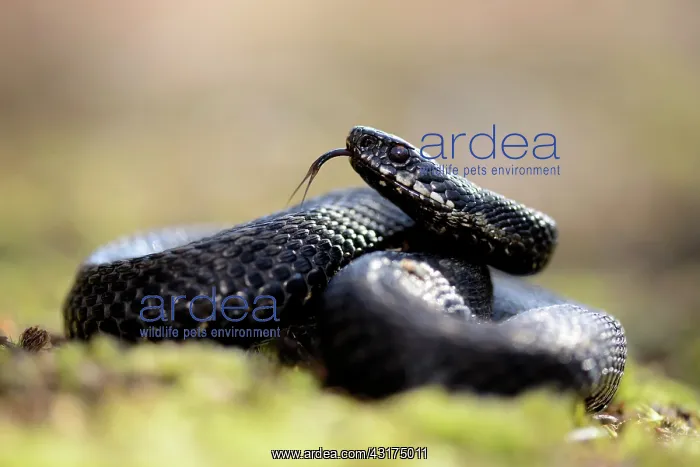 : Common European Adder : Common European Adder