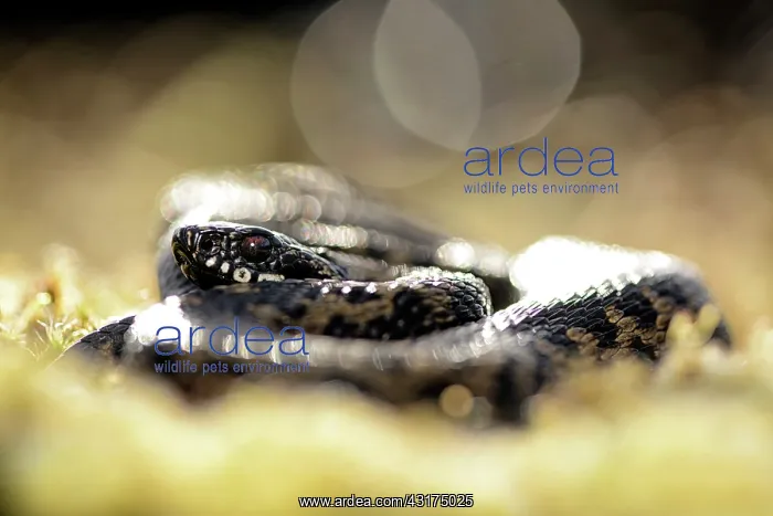 : Common European Adder : Common European Adder