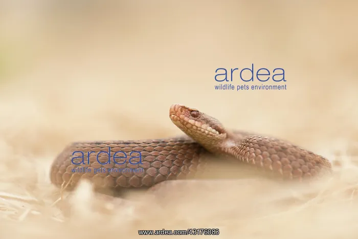 : Common European Adder : Common European Adder