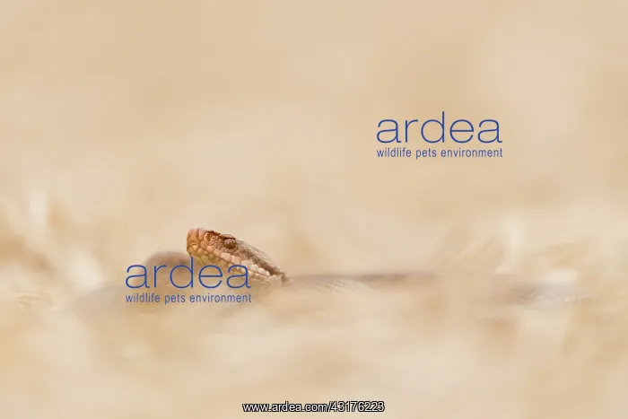 : Common European Adder : Common European Adder