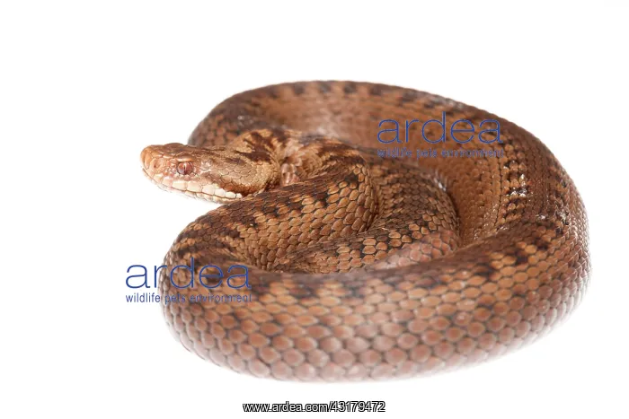 : Common European Adder : Common European Adder