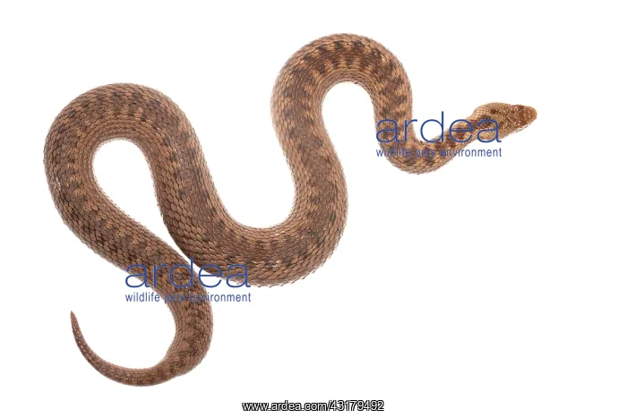 : Common European Adder : Common European Adder