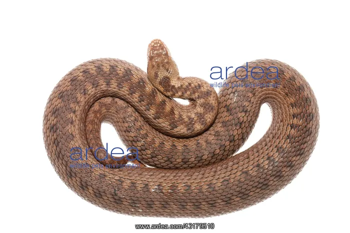 : Common European Adder : Common European Adder