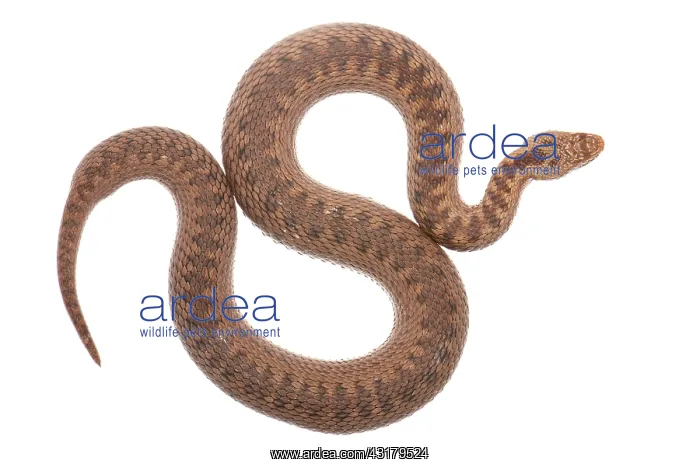 : Common European Adder : Common European Adder