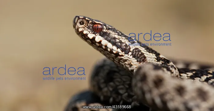 : Common European Adder : Common European Adder