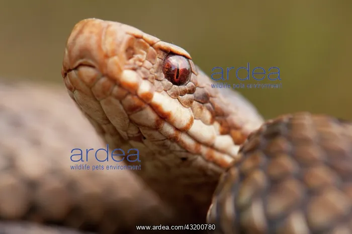 : Common European Adder : Common European Adder