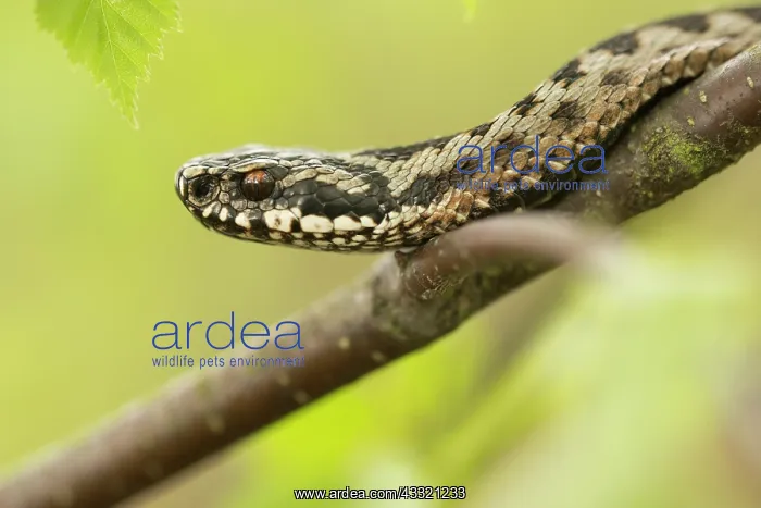 : Common European Adder : Common European Adder