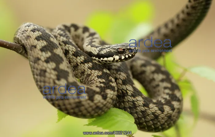 : Common European Adder : Common European Adder