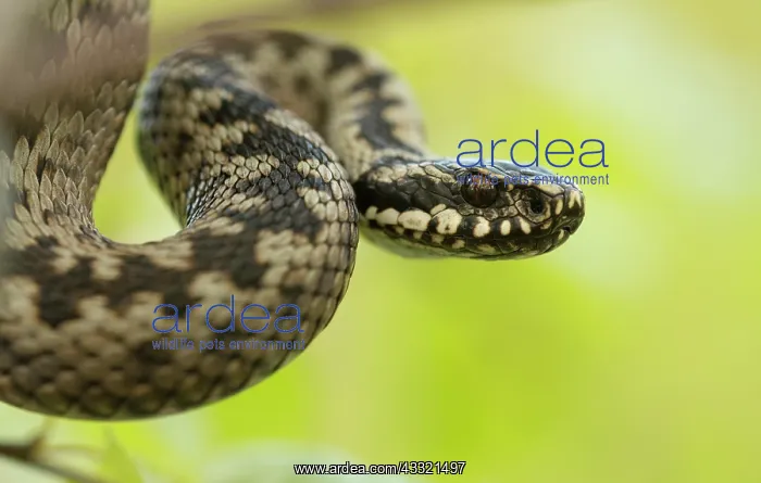 : Common European Adder : Common European Adder