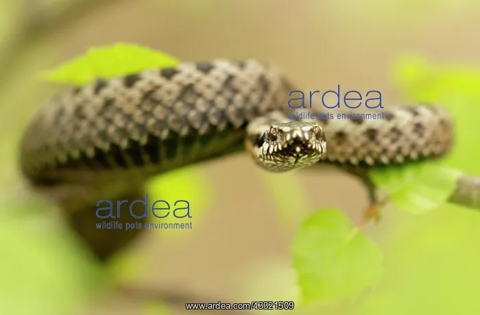 : Common European Adder : Common European Adder