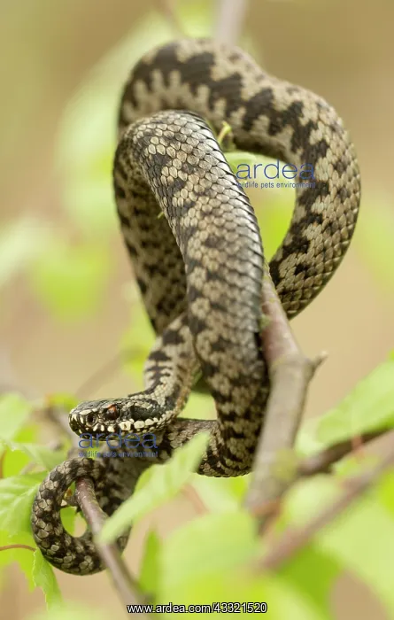 : Common European Adder : Common European Adder