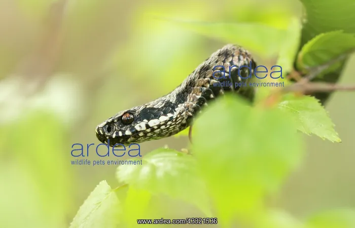 : Common European Adder : Common European Adder
