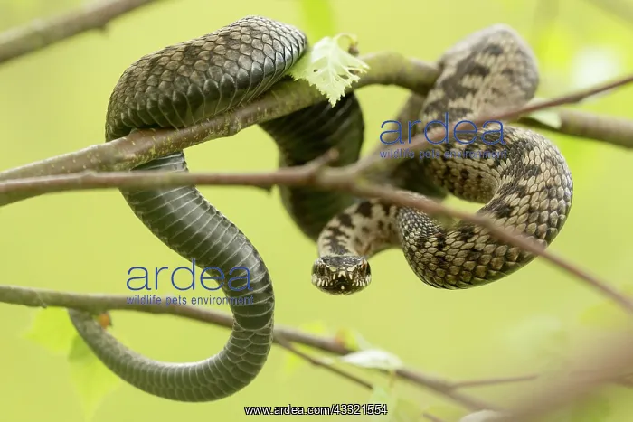 : Common European Adder : Common European Adder