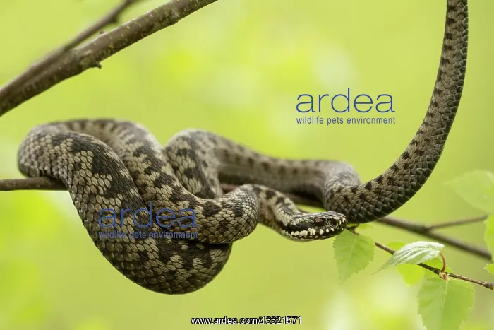 : Common European Adder : Common European Adder