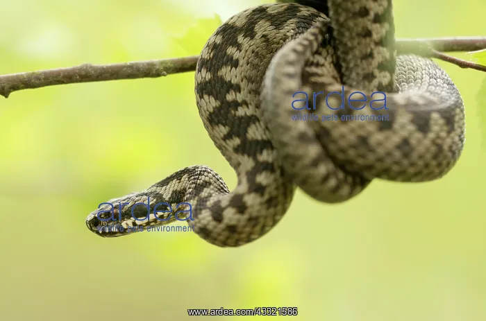 : Common European Adder : Common European Adder