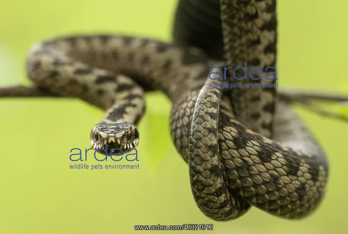 : Common European Adder : Common European Adder
