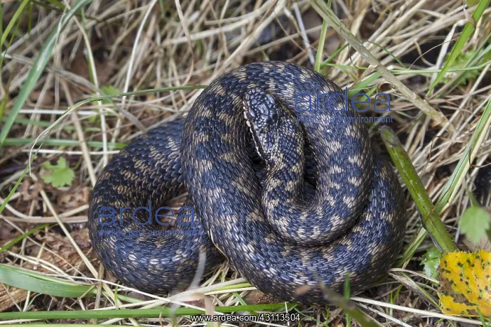 : Common European Adder - female - Dalarna, Sweden : Common European Adder - female - Dalarna, Sweden