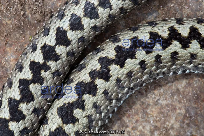 : Common / European Adder male close-up : Common / European Adder male close-up