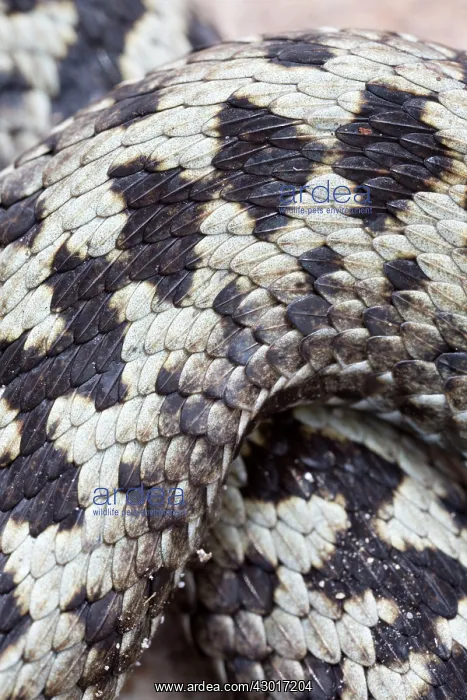 : Common / European Adder male close-up : Common / European Adder male close-up