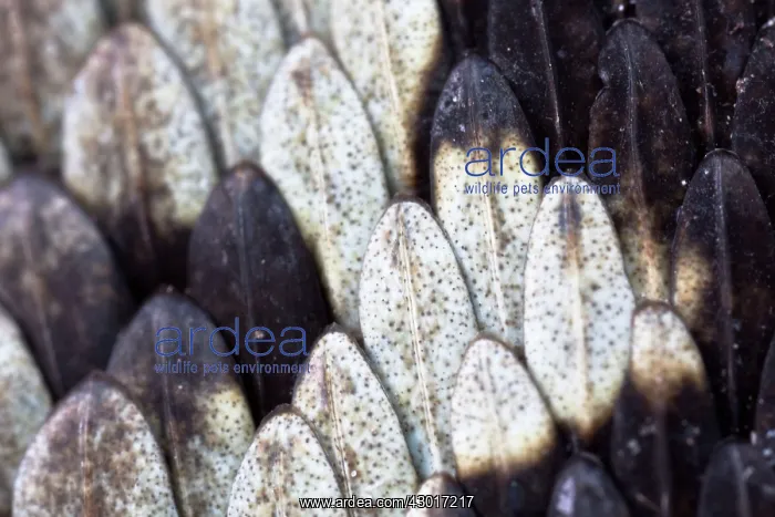 : Common / European Adder male close-up : Common / European Adder male close-up