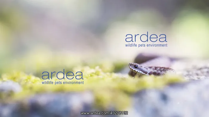 : Common European Adder (Vipera berus) juvenile p : Common European Adder (Vipera berus) juvenile p