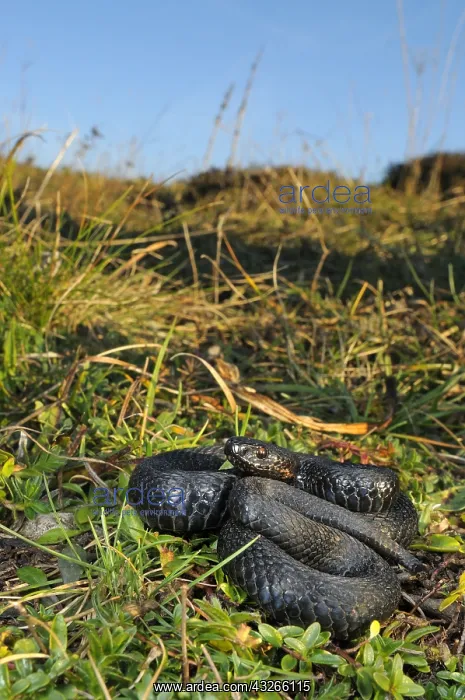: Common European Adder (Vipera berus) melanistic : Common European Adder (Vipera berus) melanistic