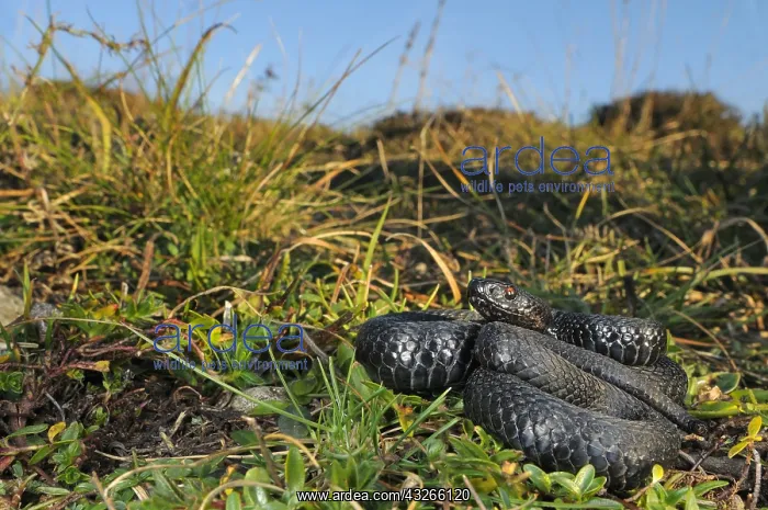 : Common European Adder (Vipera berus) melanistic : Common European Adder (Vipera berus) melanistic