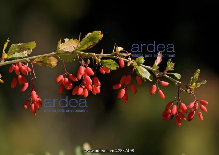: Common / European Barberry, in fruit. Autumn : Common / European Barberry, in fruit. Autumn