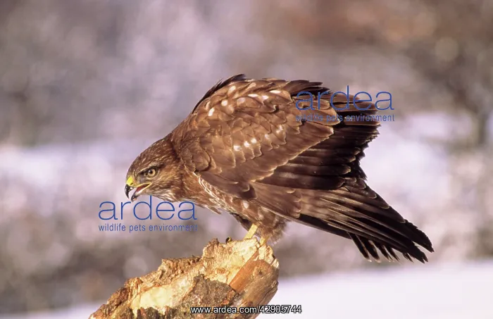 : Common / European Buzzard - calling : Common / European Buzzard - calling