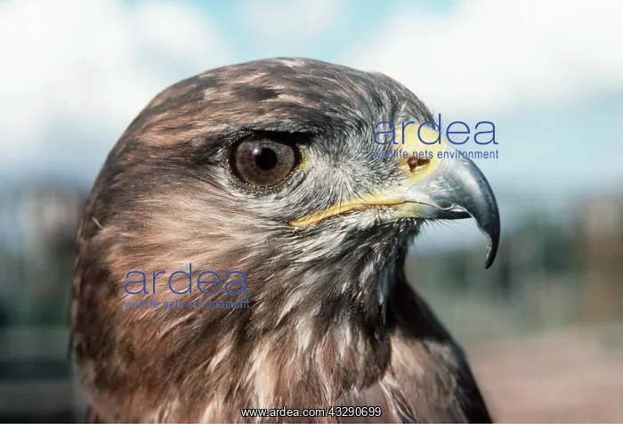 : Common / European Buzzard - Close-up of head : Common / European Buzzard - Close-up of head